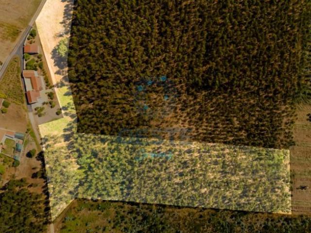 Terreno venda em Cadaval, Pêro Moniz