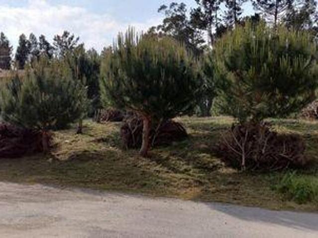 Terreno venda em Leiria