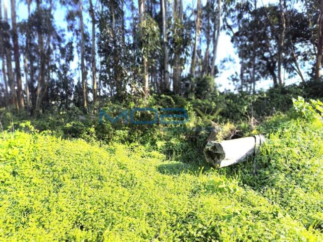Terreno venda em Sancheira Pequena, Óbidos