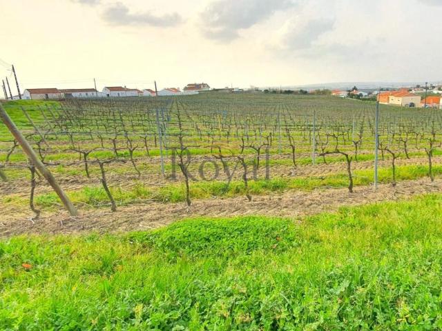 Terreno venda em Óbidos, Leiria