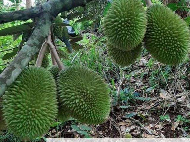 Shop for sale in Perak