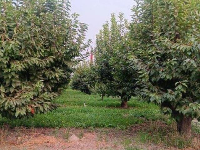 Farm for sale in Sunnyside, Washington