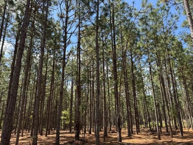 Land for sale in Clio, South Carolina