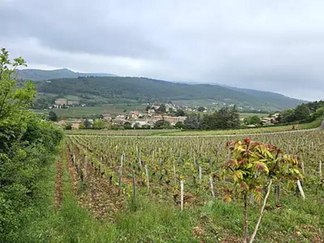 Terrain vente à Mâcon, Leynes