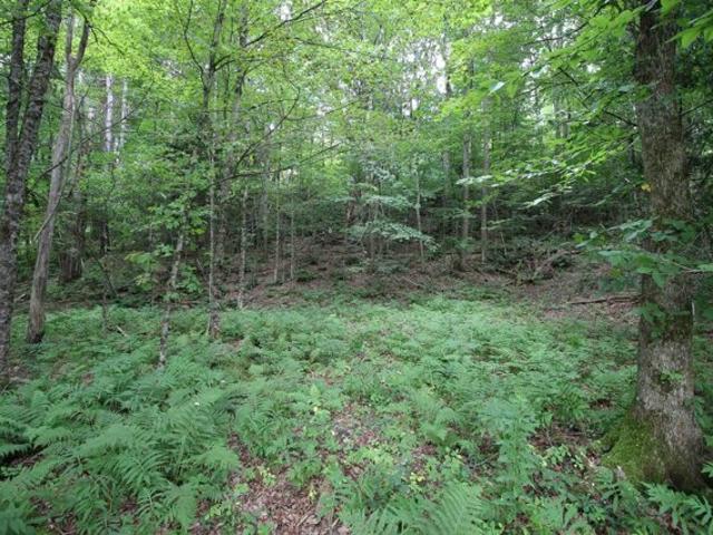 Land for sale in Pittsfield, Vermont