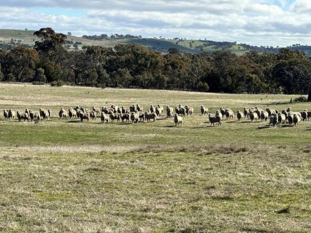 Cottage for sale in New South Wales