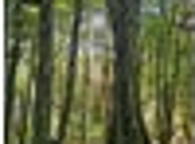 Land for sale in Pirongia, Waikato