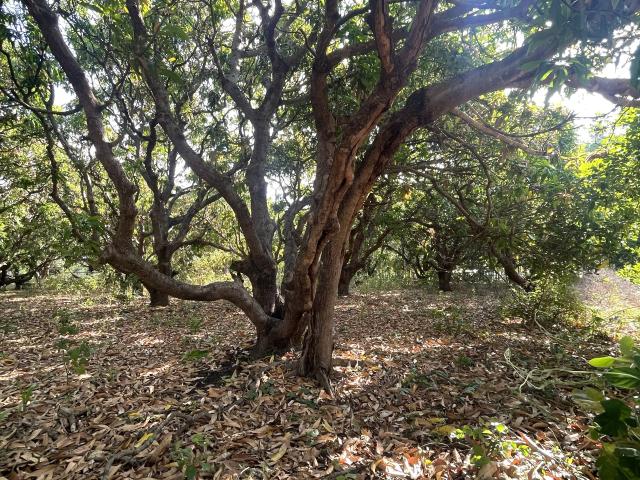 House for sale in Ayr, Queensland