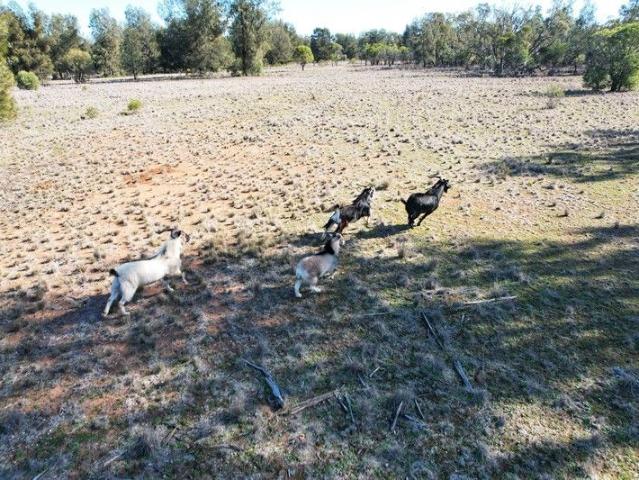 Acreage for sale in Tottenham, New South Wales