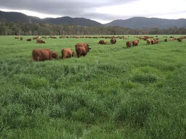Cottage for sale in Tablelands, Queensland