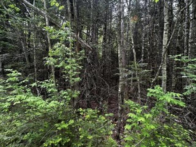 Land for sale in Newport, Maine