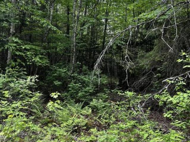 Land for sale in Newport, Maine