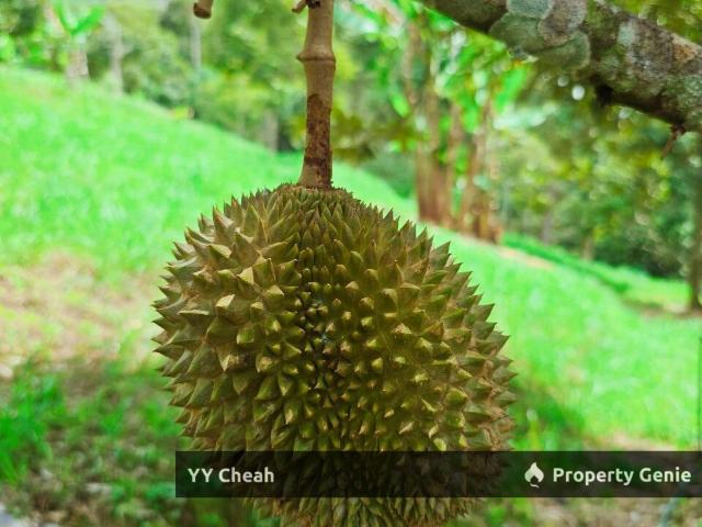 Property for sale in Perak, Liman Kati