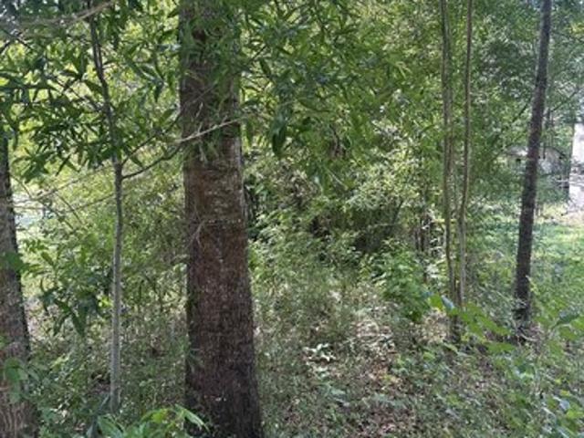 Land for sale in Alpine, Alabama