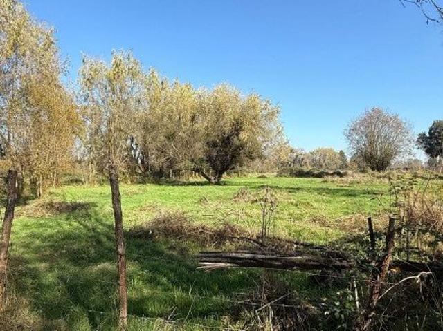 Linares, Linares