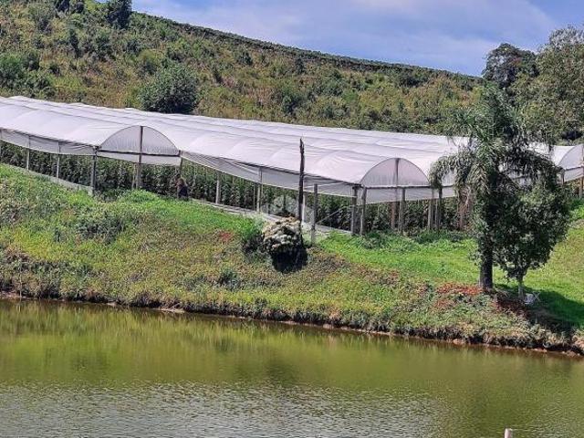 Sítio e chácara venda em São Pedro, Bento Gonçalves
