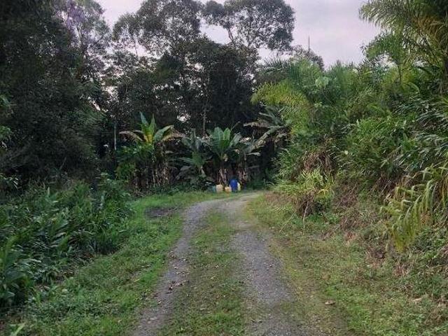 Terreno venda em Penha, Antonina