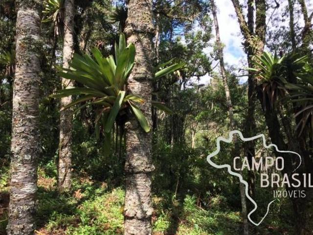 Terreno venda em Sapucaí-Mirim