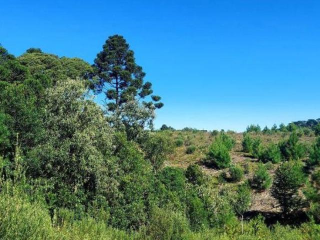 Sítio e chácara venda em Condomínio José Bonifácio, São Francisco de Paula