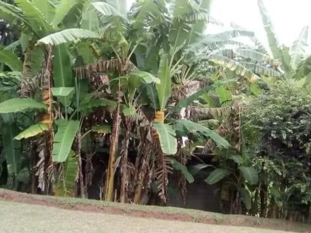 Fazenda venda em Região Imediata de Jundiaí, Campo Limpo Paulista