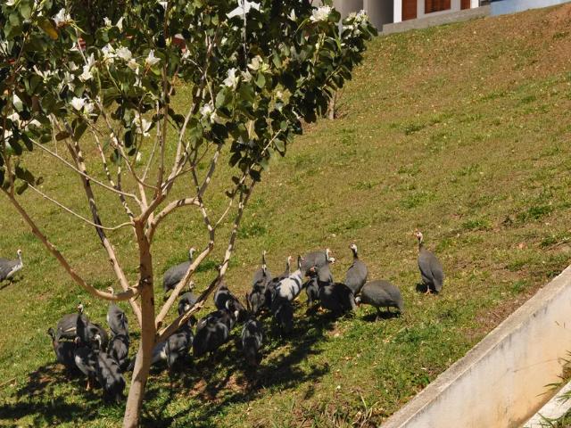 Fazenda venda em Região Imediata de Bragança Paulista, Vargem