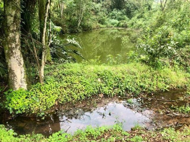 Sítio e chácara venda em Região Geográfica Imediata de Caxias do Sul, Picada Café
