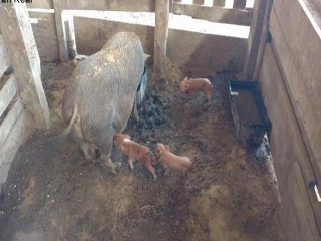 Sítio e chácara venda em Região Imediata de Campinas, Região Metropolitana de Piracicaba