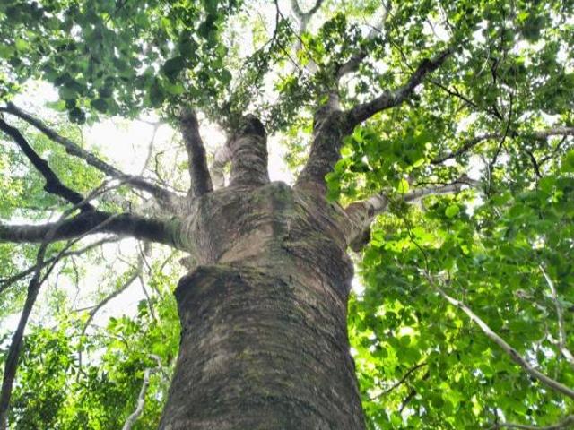 Sítio e chácara venda em Região Geográfica Imediata de Flores de Goiás, Cavalcante