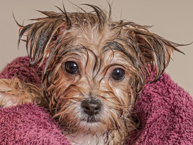 Apartment for rent in Pfafftown, North Carolina