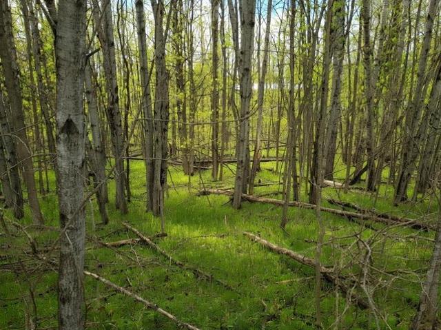 Land for sale in Gladwin, Gladwin County