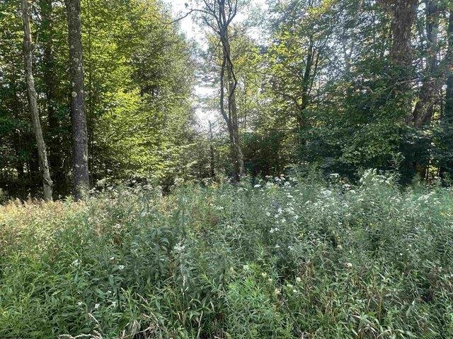 Land for sale in Davis, Tucker County