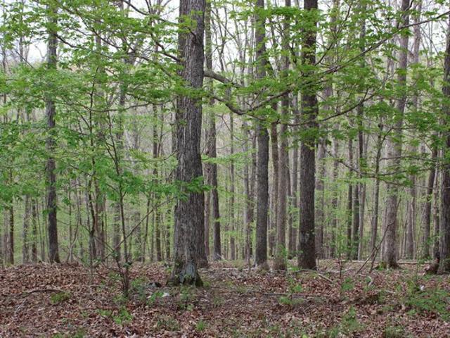 Land for sale in Eddyville, Kentucky