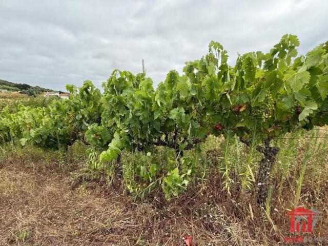 Terreno venda em Torres Vedras, Lisboa
