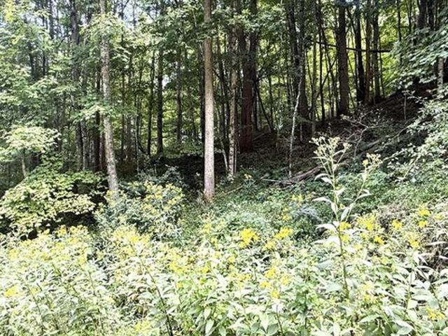 Land for sale in Hillsboro, West Virginia