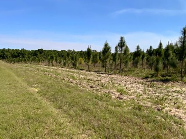 Land for sale in Suwannee, Florida