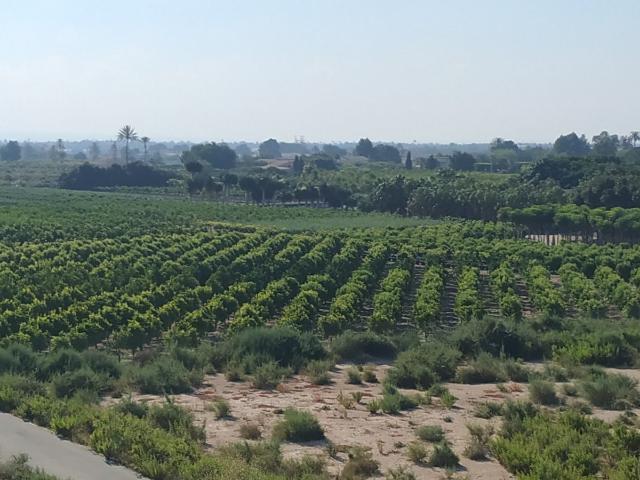 Terreno en venta en Carrús Oest, el Baix Vinalopó