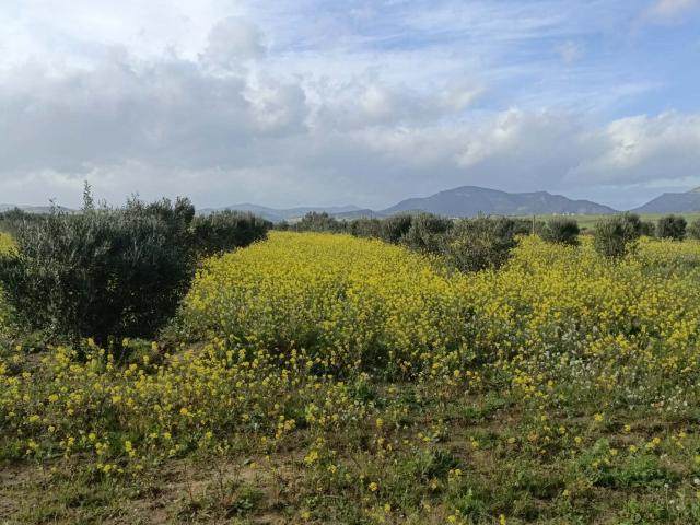 Terrain vente à Hammamet, Beni Khalled