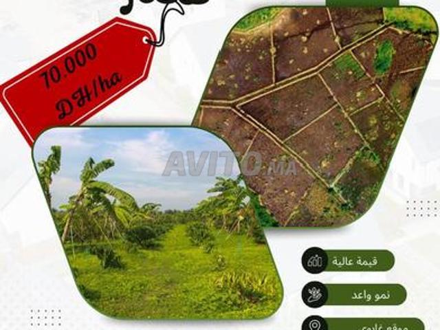 Propriété vente à Ben Ahmed, Gharb-Chrarda-Beni Hssen