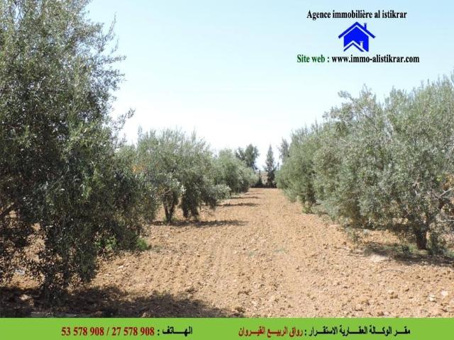 Terrain vente à Kairouan Sud