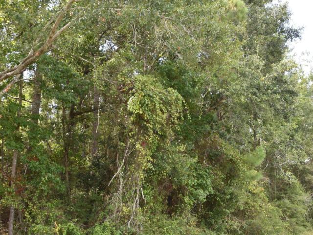 Land for sale in Pass Christian, Mississippi