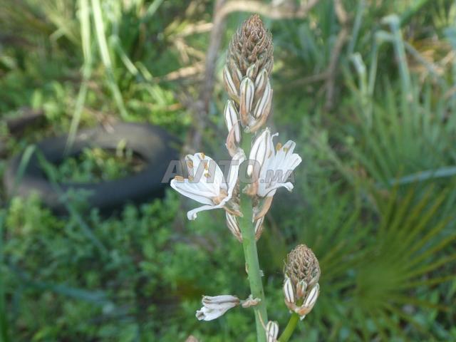 Bureau location à Tamesna