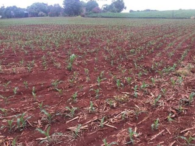 Terreno venda em Região Geográfica Imediata de Marechal Cândido Rondon, Marechal Cândido Rondon