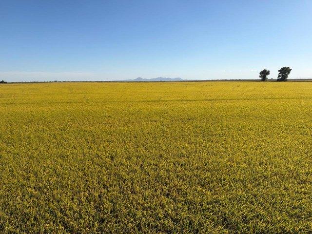Land for sale in Richvale, Butte County