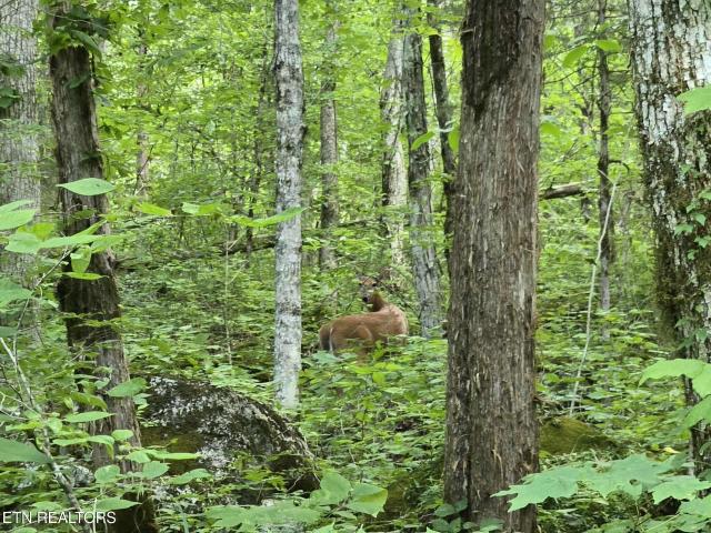 Land for sale in Tennessee