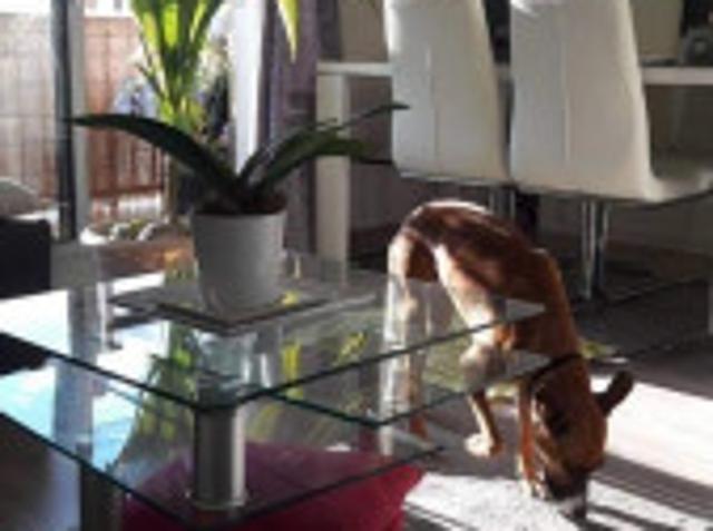Appartement location à Nice