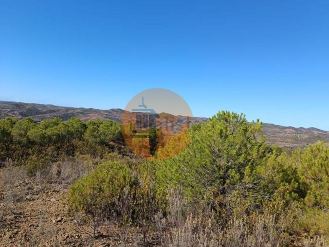 Loja venda em Galaxes, Vaqueiros
