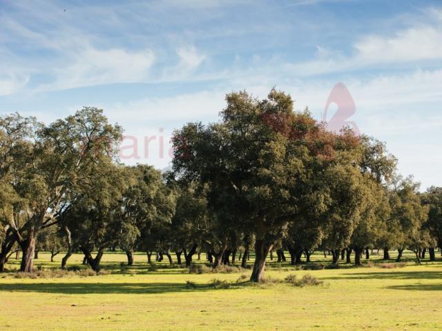 Ponto Comercial venda em Almeirim