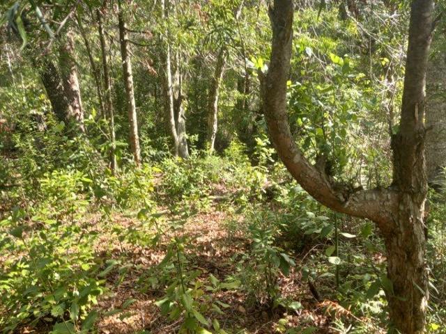 Longaví, fundo los laureles