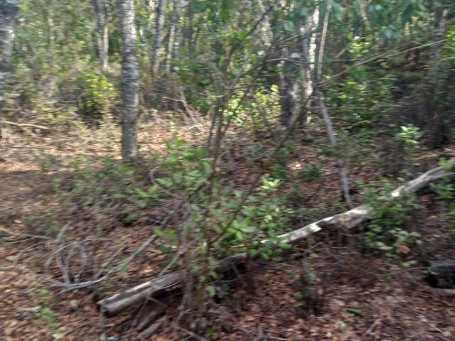 Longaví, fundo los laureles
