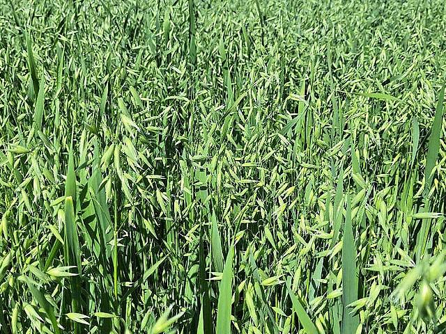 Land for sale in Alberta
